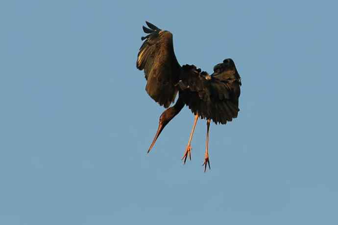 黑鹳空降--贺鈥湻肾桠澓侥钙鸾党晒