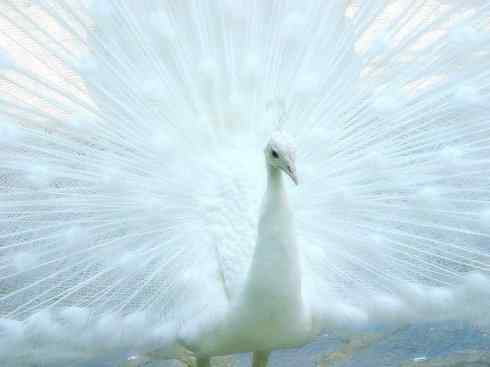 凤凰：传说中的鸟原型探秘（孔雀）