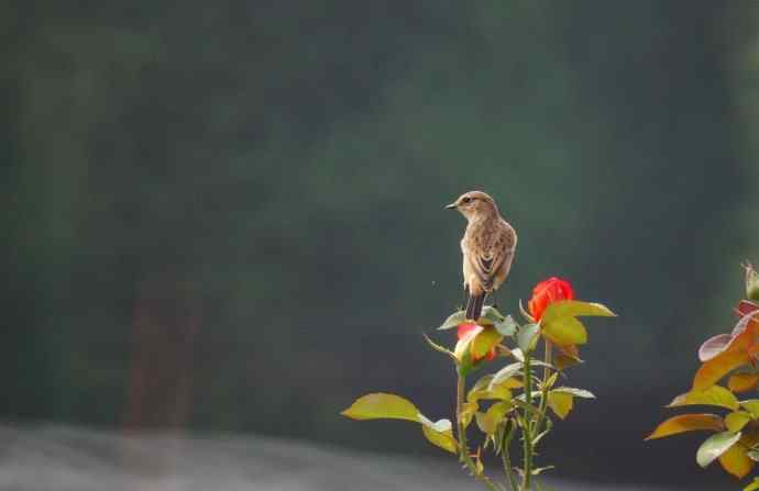 黑喉喜欢站花枝