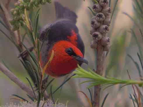 极品红色鸟类：绯红摄蜜鸟