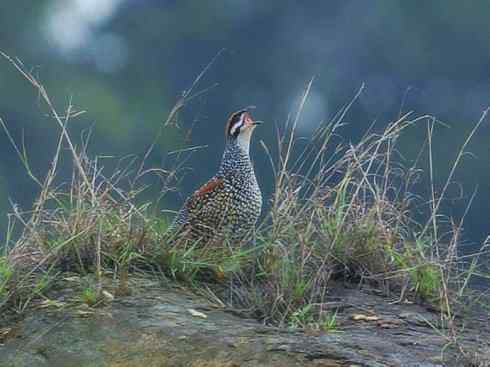 家禽驯化之源之九