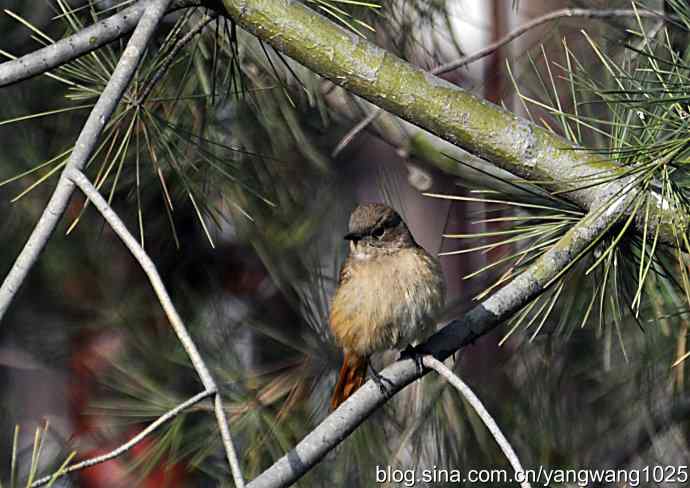 第一场春雨之后 wbr1
