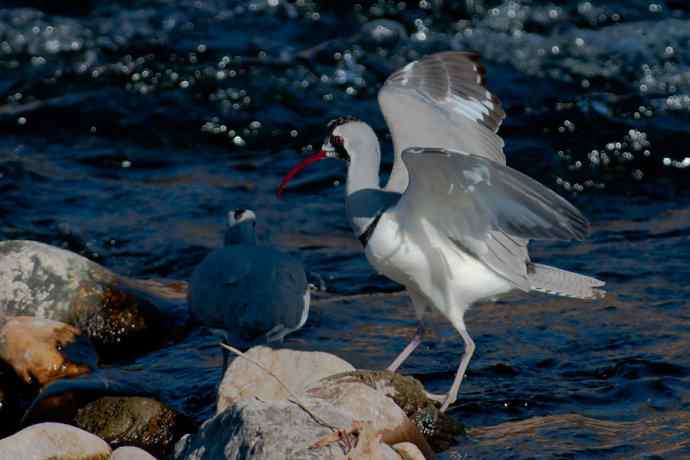 携鹮嘴鹬恭贺新春☆