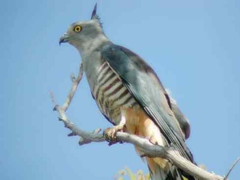 十大喜食蜂蜜动物：凤头蜂鹰