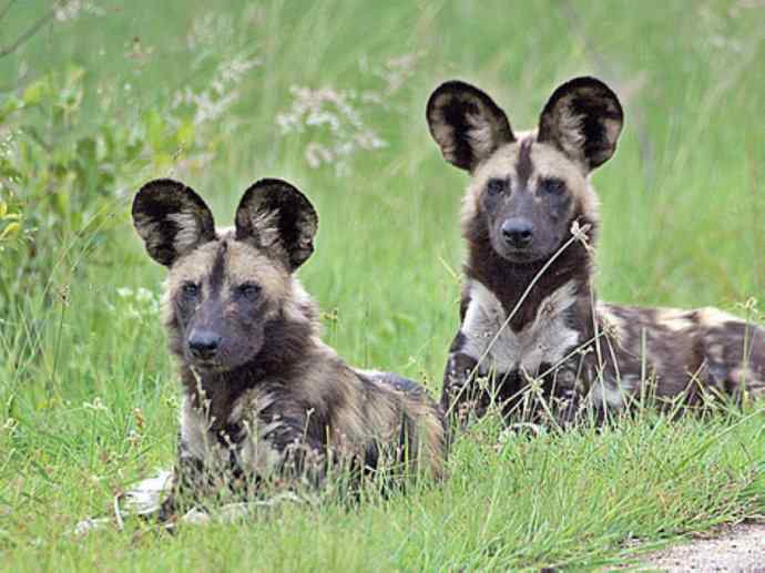犬科：薮犬亚科非洲野犬属之非洲野犬