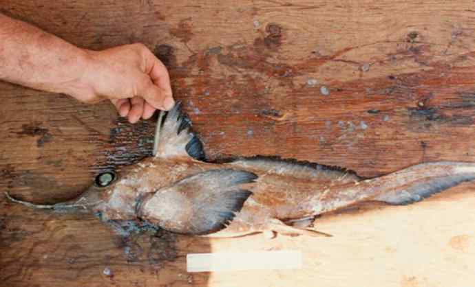 鱼类活化石：长吻银鲛