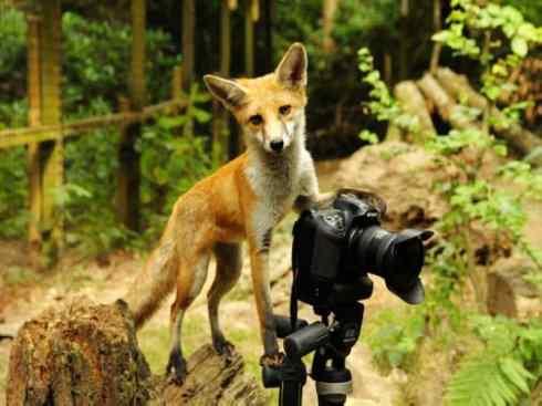 狈：传说的兽原型探秘（狐）