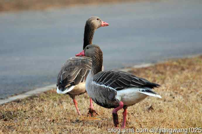 灰雁 灰雁