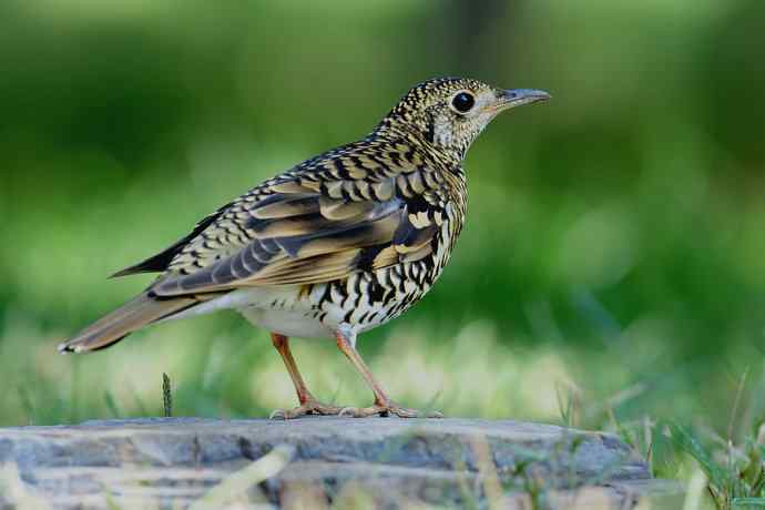 鸫鸟之最：虎斑地鸫