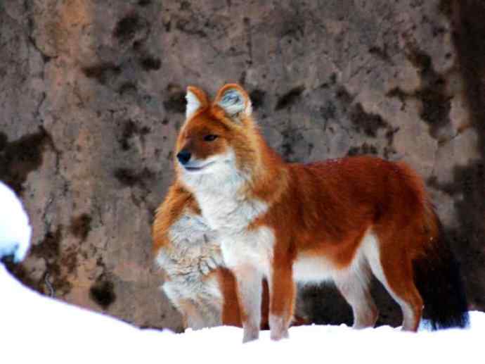 犬科：薮犬亚科豺属之豺