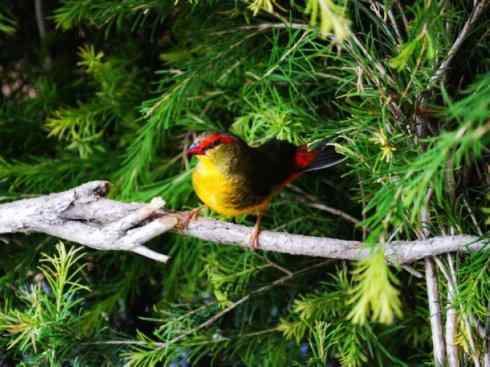 美丽无罪：雀鸟之欣赏