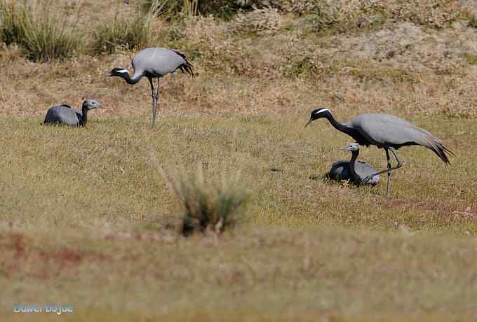 达里诺尔湖的蓑羽鹤 达里诺尔湖的蓑羽鹤
