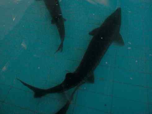 鱼类活化石:中华鲟 鱼类活化石:中华鲟