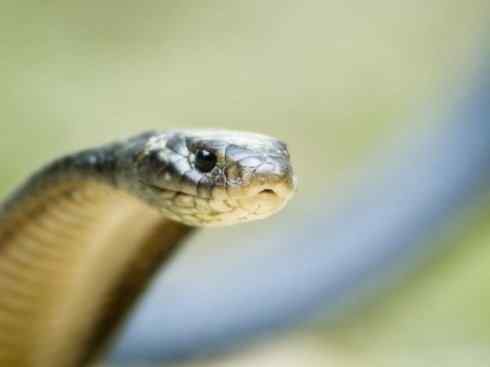 龙:传说的兽原型探秘(眼睛蛇类) 龙:传说的兽原型探秘(眼睛蛇类)