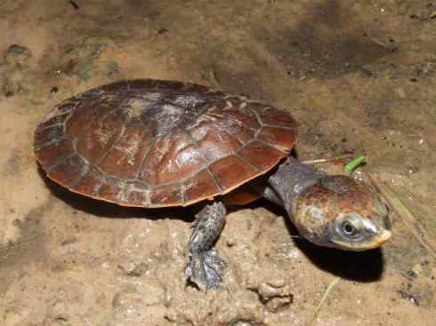 玄武：传说的兽原型探秘（玛塔龟）