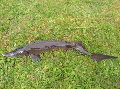 鱼类活化石:中华鲟 鱼类活化石:中华鲟