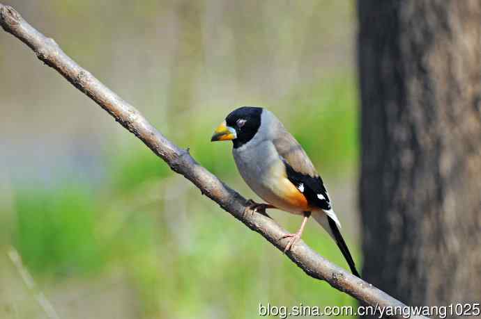 雄性黑尾蜡嘴雀（1）