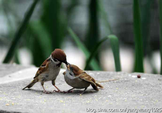 母爱（纪实篇）