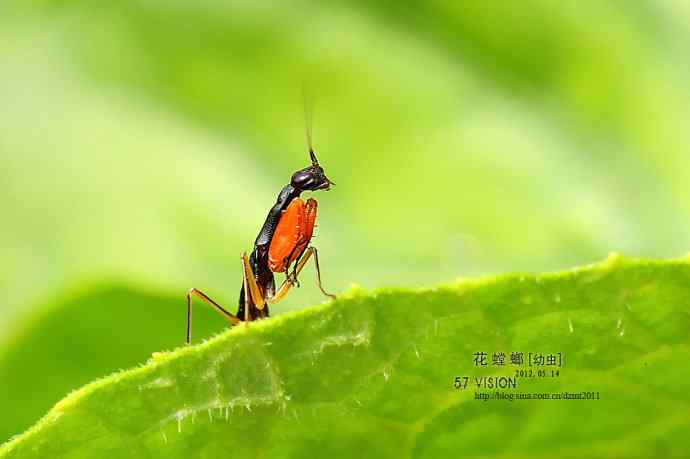 虫虫世界——花螳螂（幼虫）