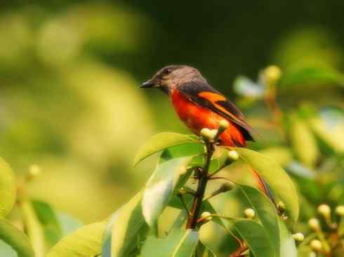 美丽无罪：雀鸟之山椒鸟