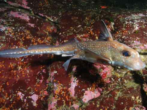 鱼类活化石：银鲛