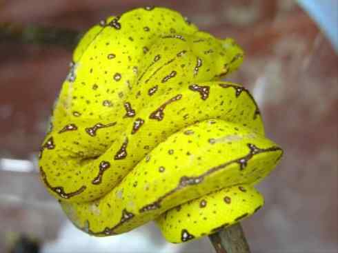 龙:传说的兽原型探秘(树蟒类) 龙:传说的兽原型探秘(树蟒类)