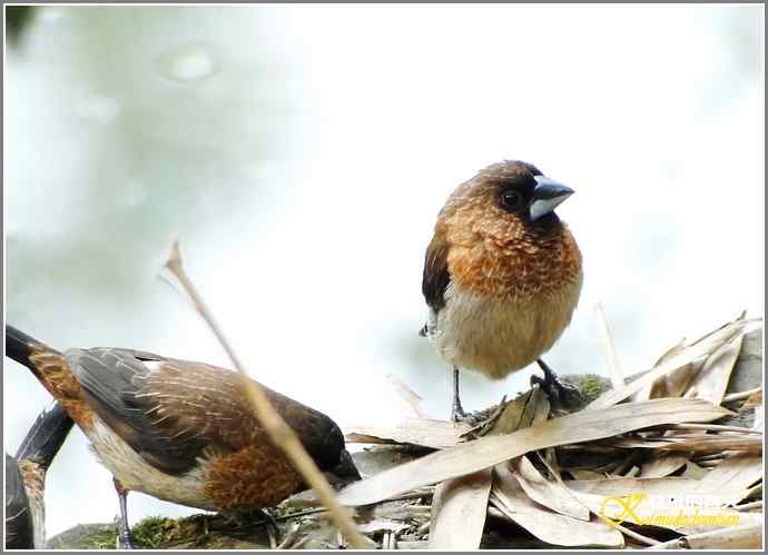一组鸟片（3月25日）