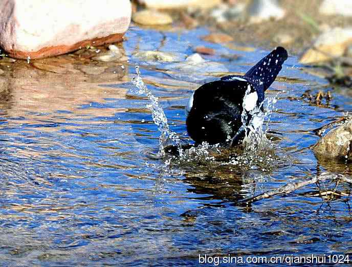 越洗越喜,一只可爱的小喜鹊