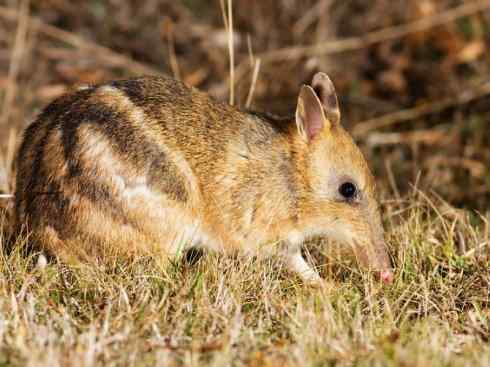动物世界：山寨还是原创之十三