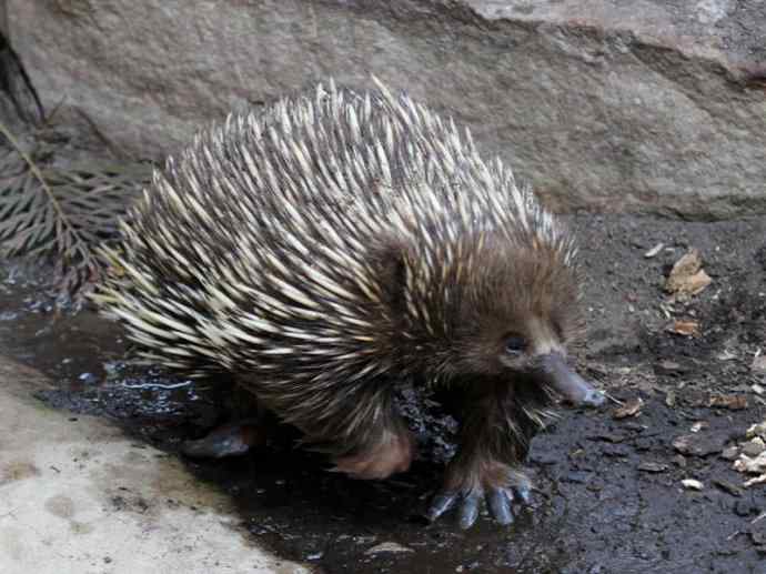 盘点十二大著名食蚁动物：短吻针鼹
