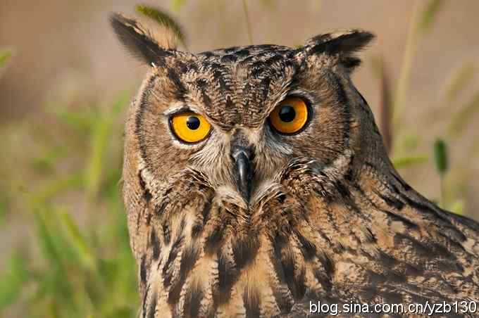 终于拍到大雕神猫了鈥斺敱贝骱有菁俚谒摹⑽逄欤ㄗ橥迹18张图片）