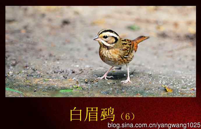 北京天坛公园的鸟类——白眉鹀（6）