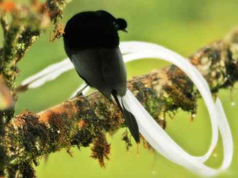 猎奇：长尾鸟雀之二