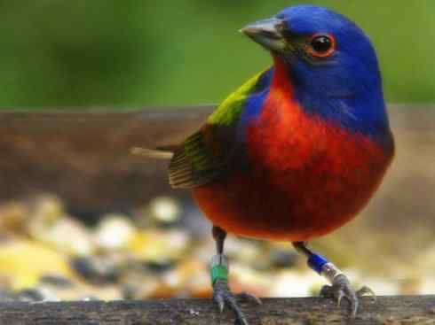 美丽无罪：雀鸟之彩鹀