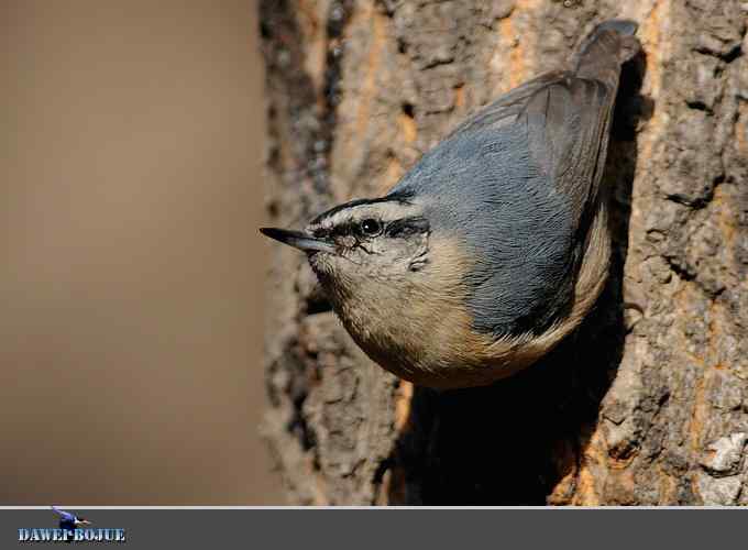 植物园的黑头鳾
