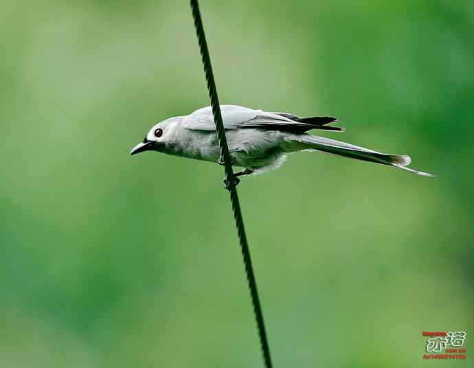 河南董寨&nbsp;wbr路&nbsp;wbr灰卷尾