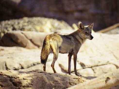 狈：传说的兽原型探秘（狼）