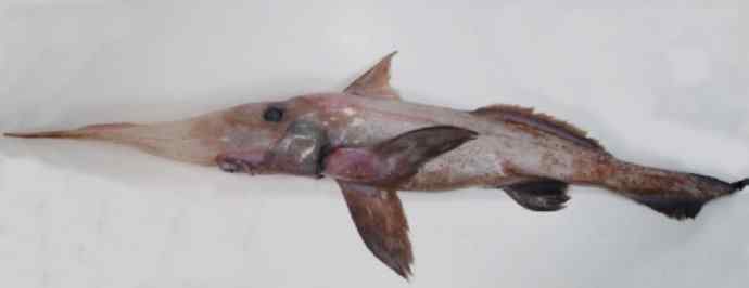 鱼类活化石：长吻银鲛