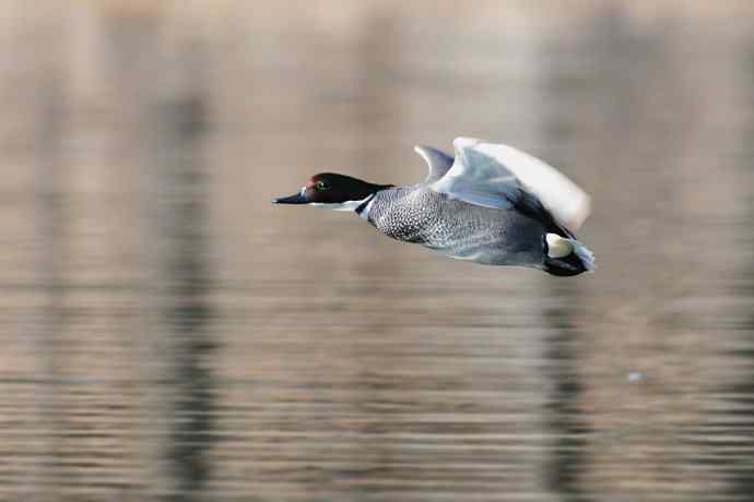 圆明园拍罗纹鸭