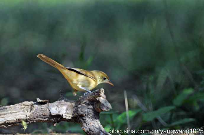 厚嘴苇莺(7) 厚嘴苇莺(7)