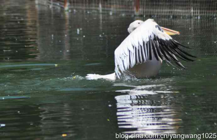 再拍大鹈鹕 wbr wbr1