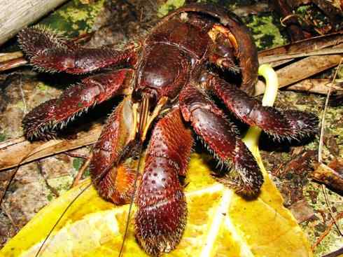 自然奇观：动物大迁徙(红蟹）