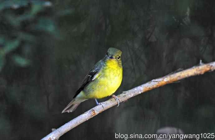 北京天坛公园的鸟类——雌性绿背姬鶲(7)