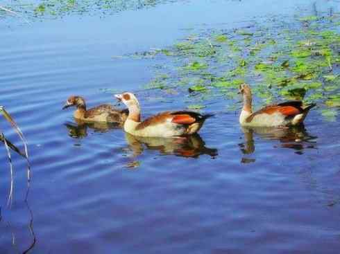 家禽驯化之源之三