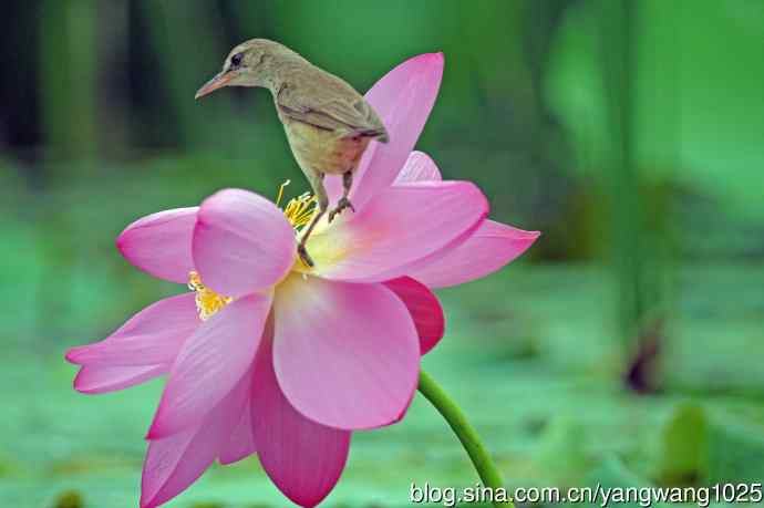 东方大苇莺与荷花(7) 东方大苇莺与荷花(7)