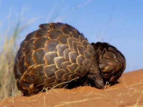 动物世界：山寨还是原创之六