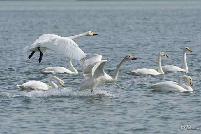 烟墩角&nbsp;wbr路&nbsp;wbr再次与大天鹅亲密相处