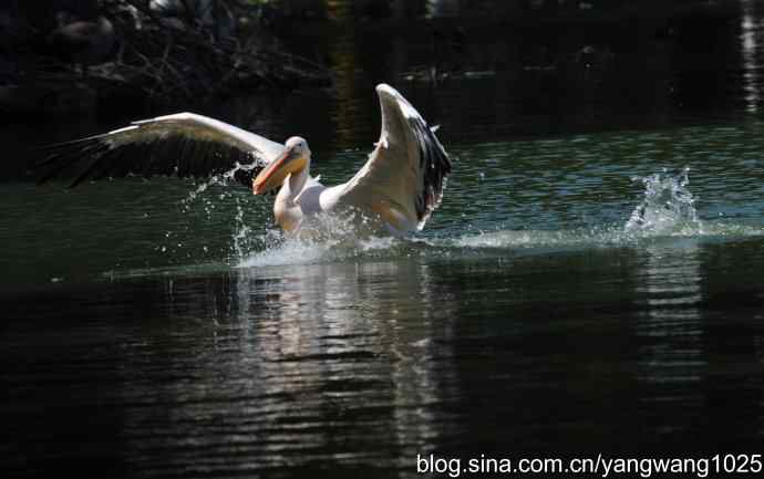 再拍大鹈鹕 wbr wbr1