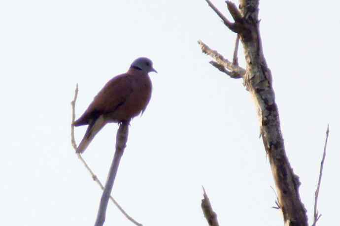 四川西昌鸟类摄影——火斑鸠
