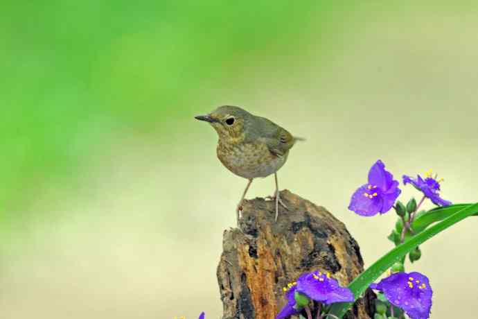 雌性蓝歌鸲与紫露草（2）